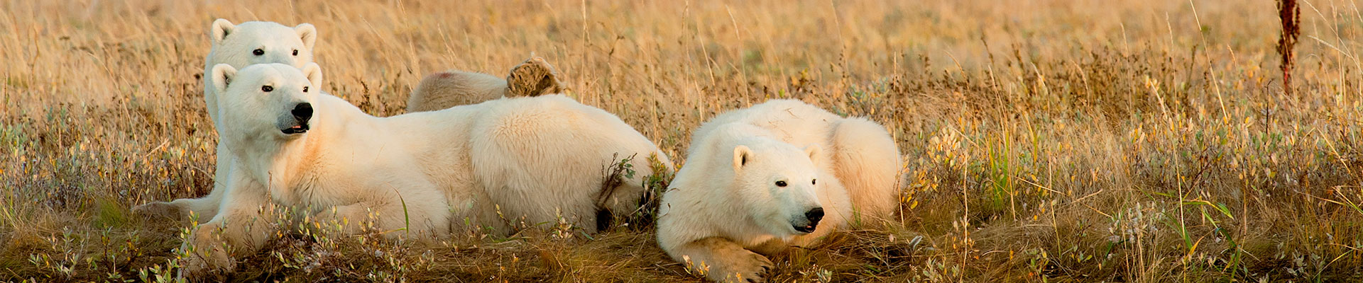 Fantasy RV Tours: 15 Day Polar Bear Migration (15CPBG-100219)