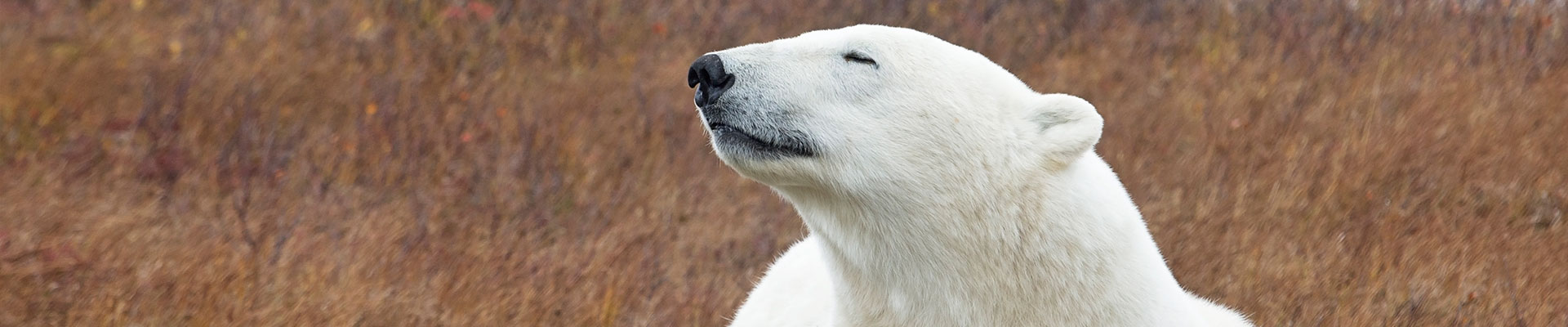 Fantasy RV Tours: 15 Day Polar Bear Migration (15CPBF-093027)