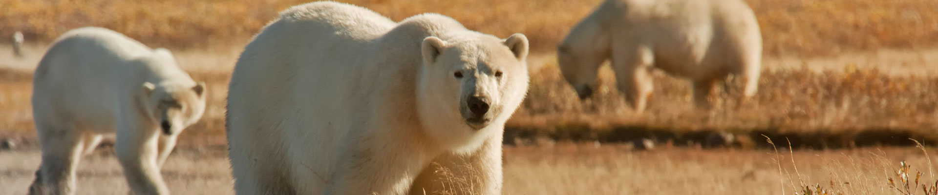 Fantasy RV Tours: 15 Day Polar Bear Migration (15CPBG-100219)