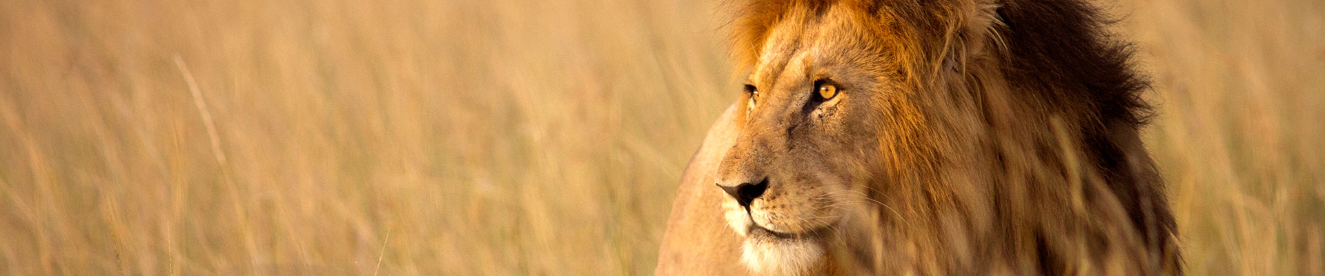 Fantasy RV Tours: 33 Day South Africa RV Safari (33OSAP-021323)