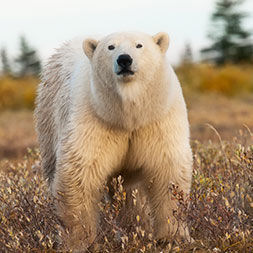 Wild Polar Bear Video