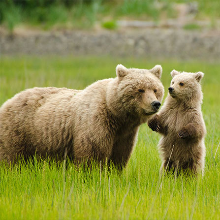 Popular Destination: Alaska