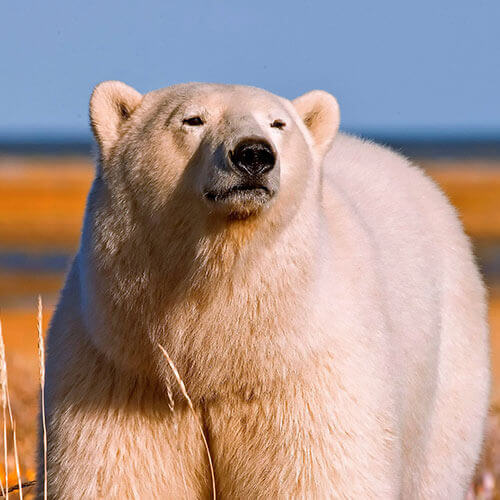 Wild Polar Bear Video