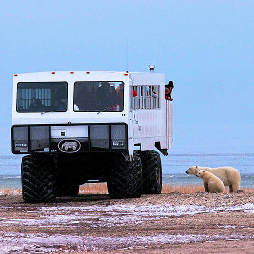 Wild Polar Bear Video