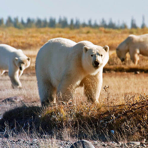 Wild Polar Bear Video